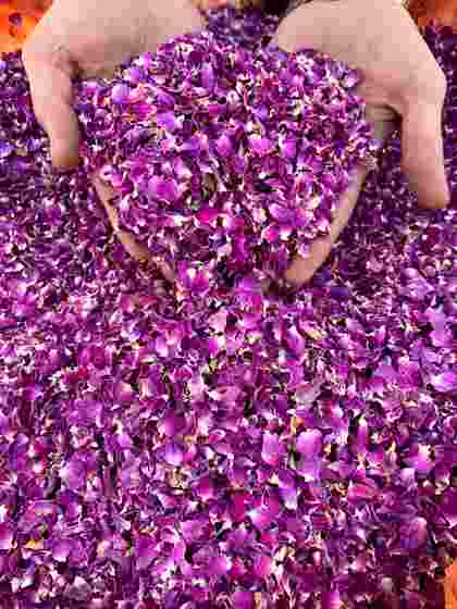 خرید پر گل محمدی صادراتی دارابی با شرکت فولادگل